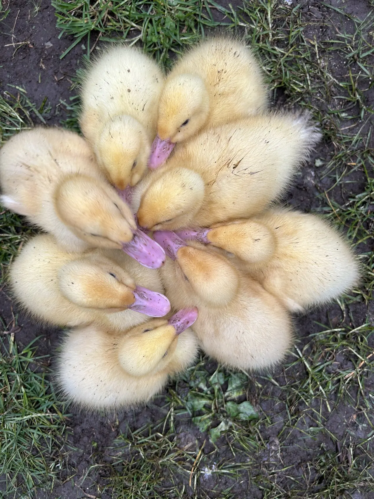 Young goslings with purple leg markings huddled together on grass and soil.
