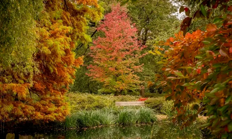 Autumn trees in shades of red, orange and green frame a still pond with reeds and a wooden bridge.