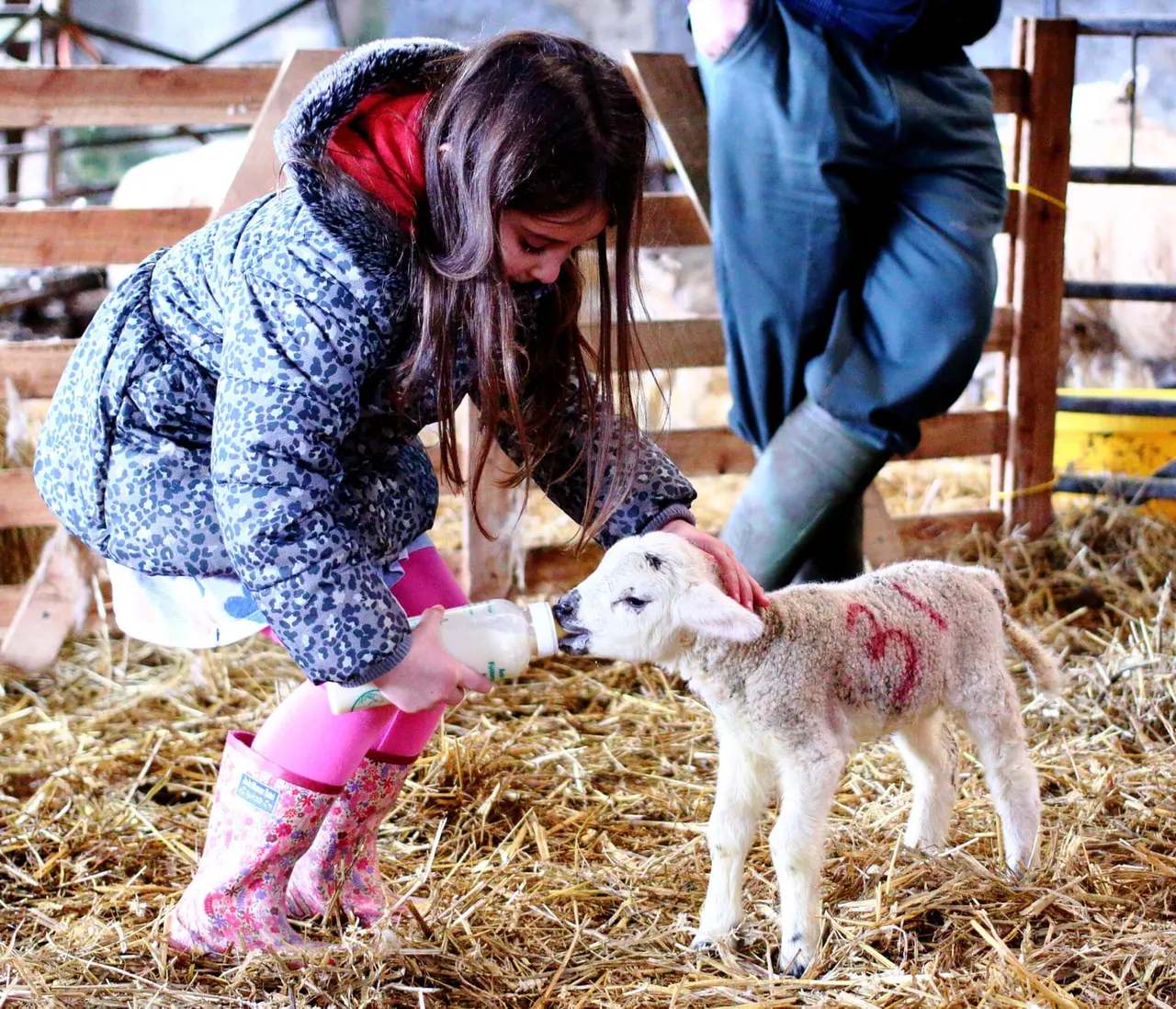 Child in pink boots feeding a young lamb in a straw-bedded pen at a farm.