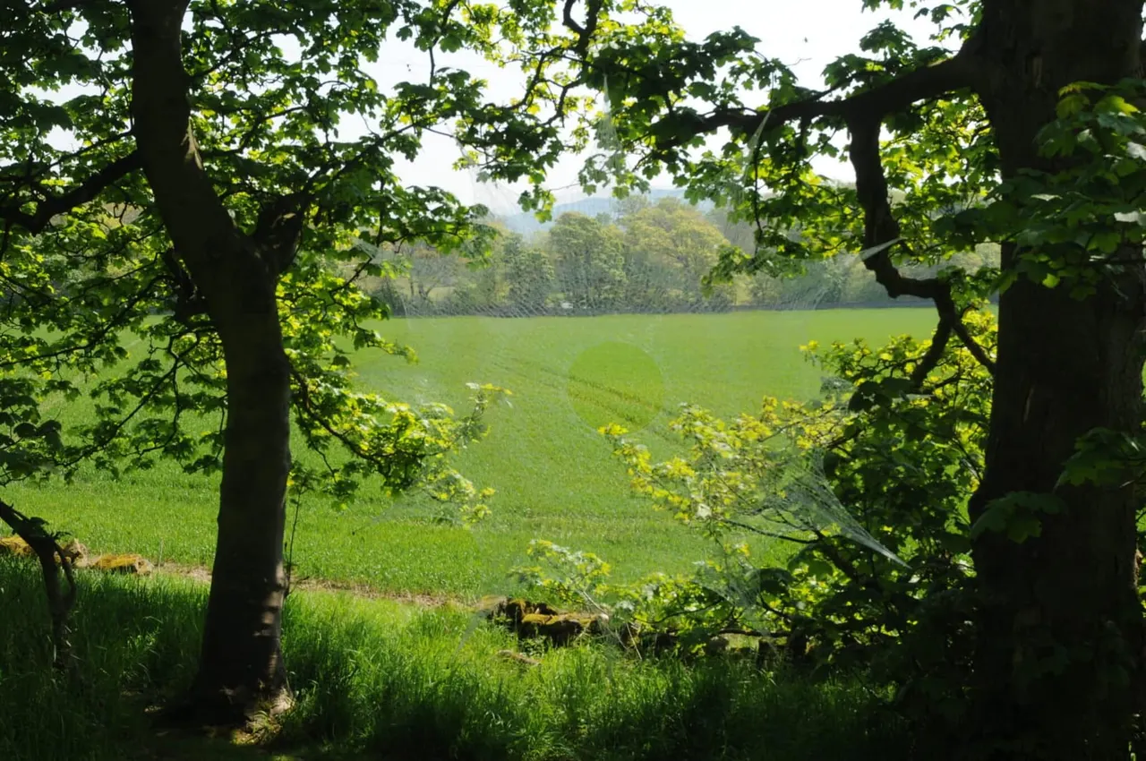 View through woodland framing a vast green field with distant tree-lined hills under cloudy sky.