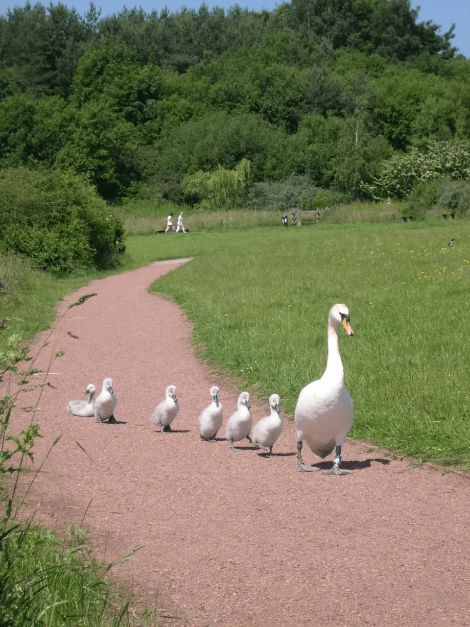 An adult swan and five cygnets walking along a path with visitors relaxing on the grass beyond.