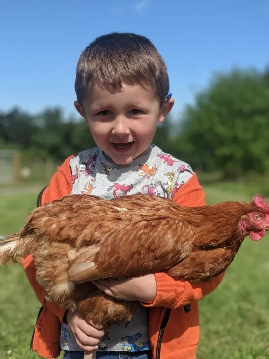 Young child holding a brown hen in a sunny outdoor farmland setting.