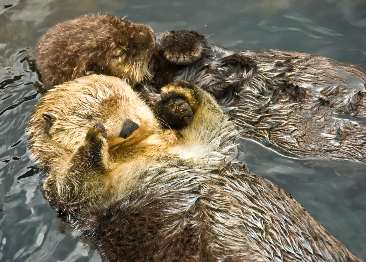 Sea otters Ozzy and Ola at SEA LIFE Birmingham