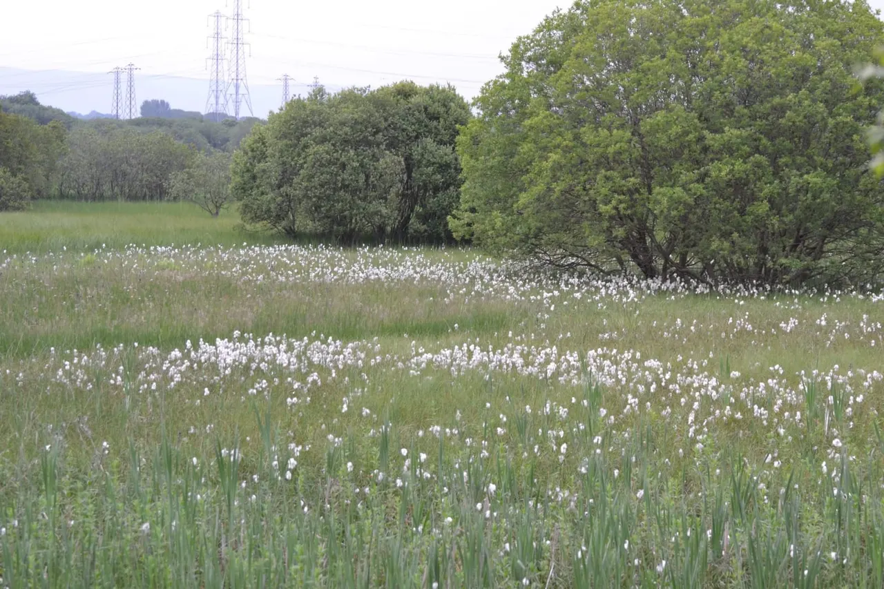 Wetland meadow with white fluffy seedheads in foreground, dense trees beyond, electricity pylons visible in distant background.