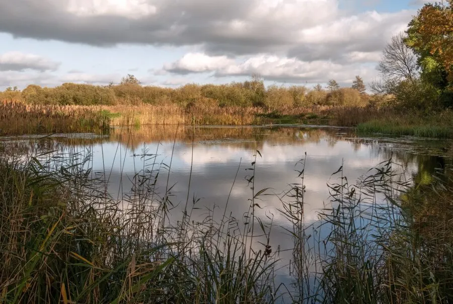 Wetland landscape with reed beds fringing still water and distant trees under cloudy sky.