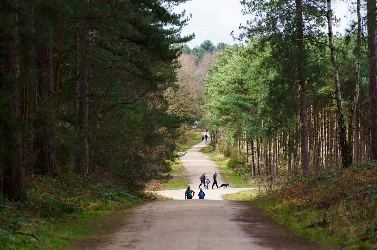 Sherwood Pines forest trails