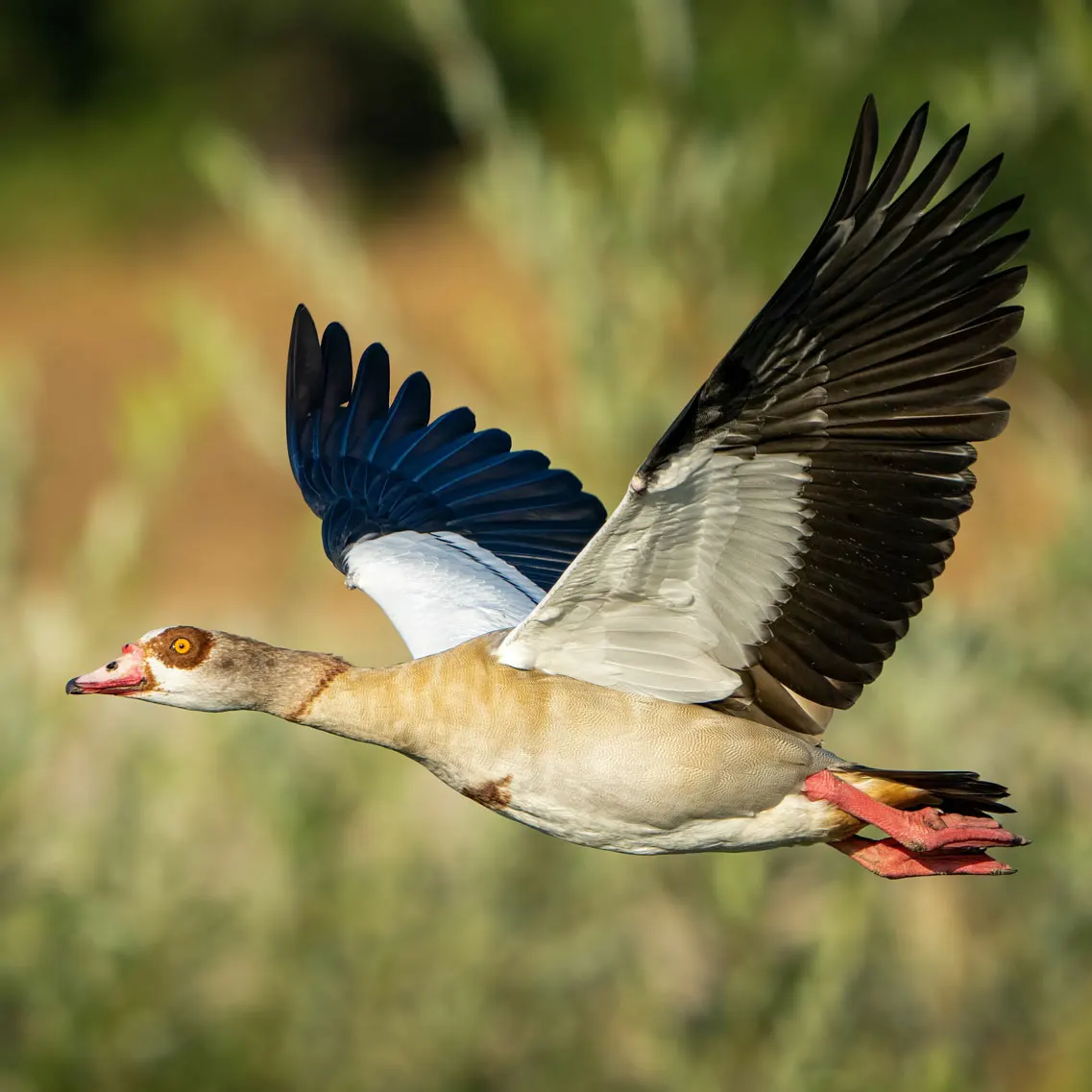 Egyptian goose in flight with wings spread against a blurred green and brown background.