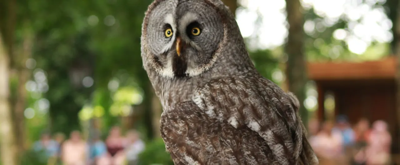 Hawk Conservancy Trust Bird of Prey Centre