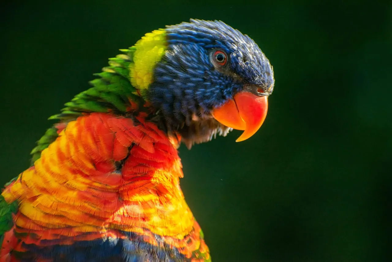 Colourful parrot with blue head, yellow cheek patch, and red and orange plumage against a green background.
