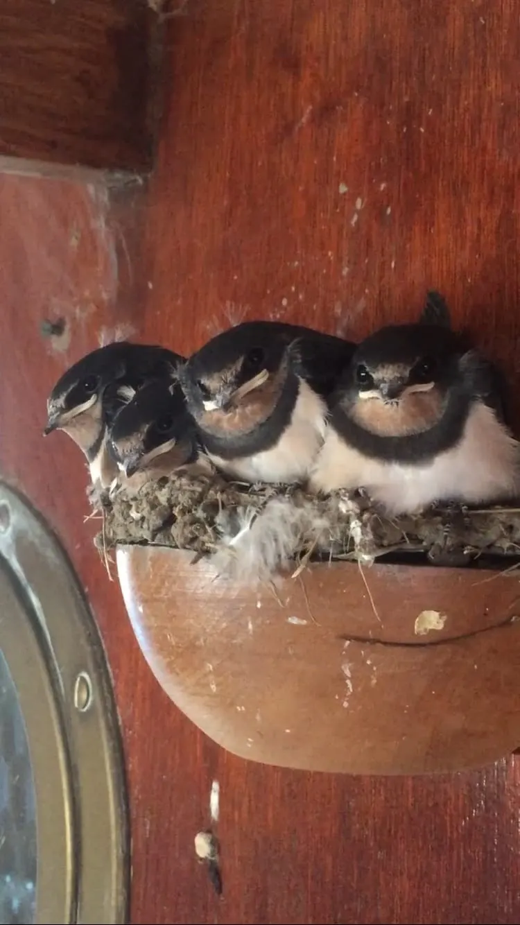 Four swallows with dark and white plumage perched together in a mud nest against a wooden building.