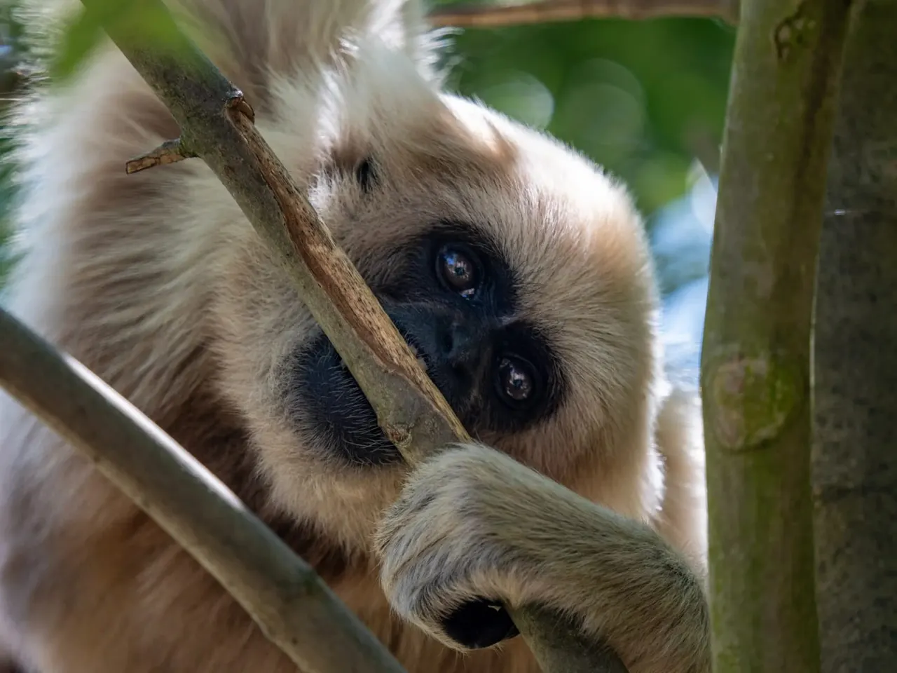 A white and black-faced gibbon clinging to a wooden branch among green foliage.