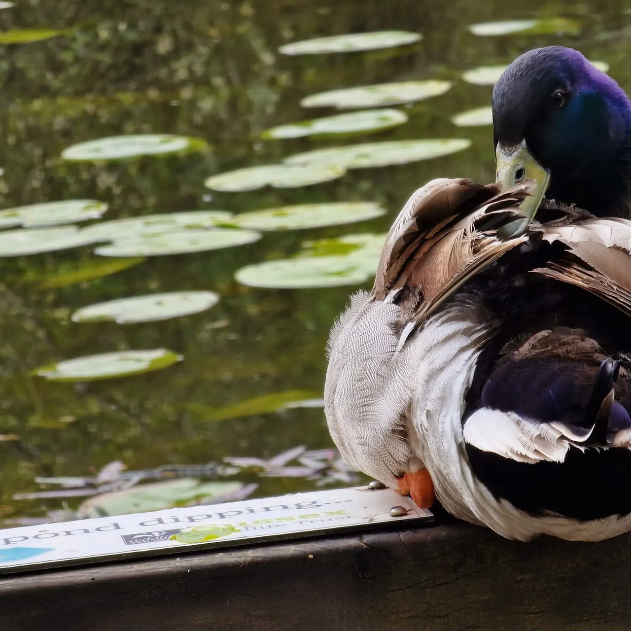 A duck with purple-black head and brown-white body preens on a wooden platform beside a pond with lily pads.
