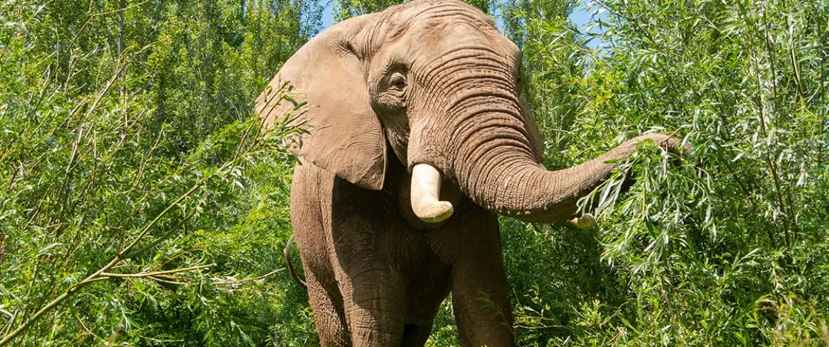 Elephant reaching up to feed on leaves from trees in a woodland setting on a sunny day.