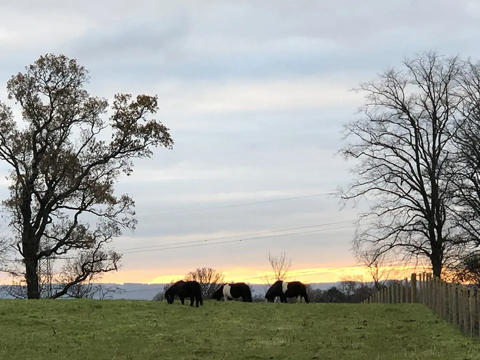 Farm animals grazing in a pasture at sunset with bare and leafy trees lining the field.
