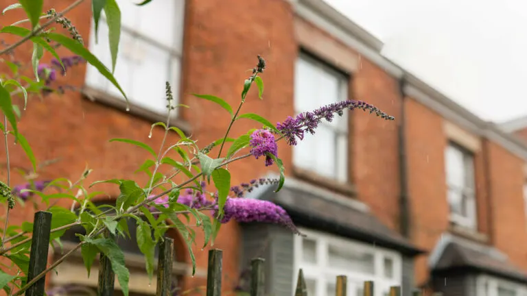 Purple flowers on climbing plants against a brick building with windows.