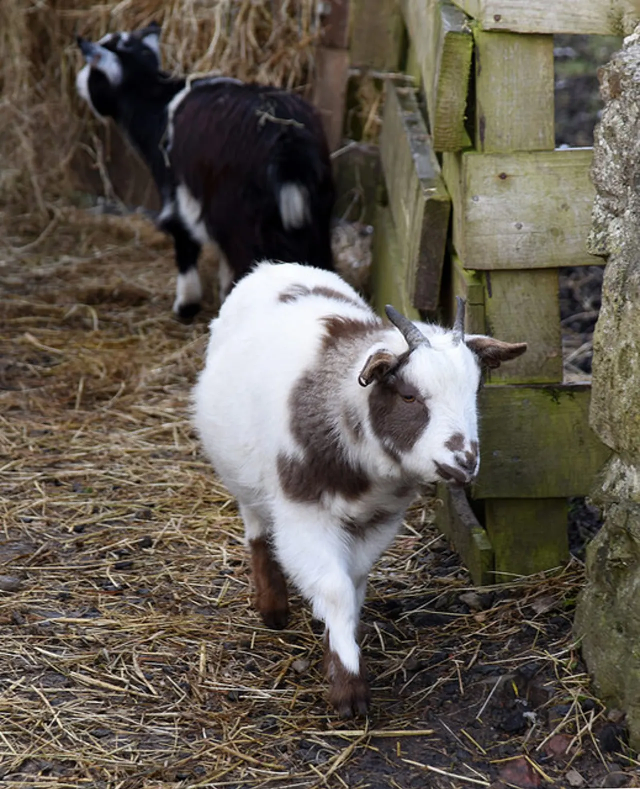 A white and brown goat walking in a straw-bedded enclosure with another goat visible behind it.