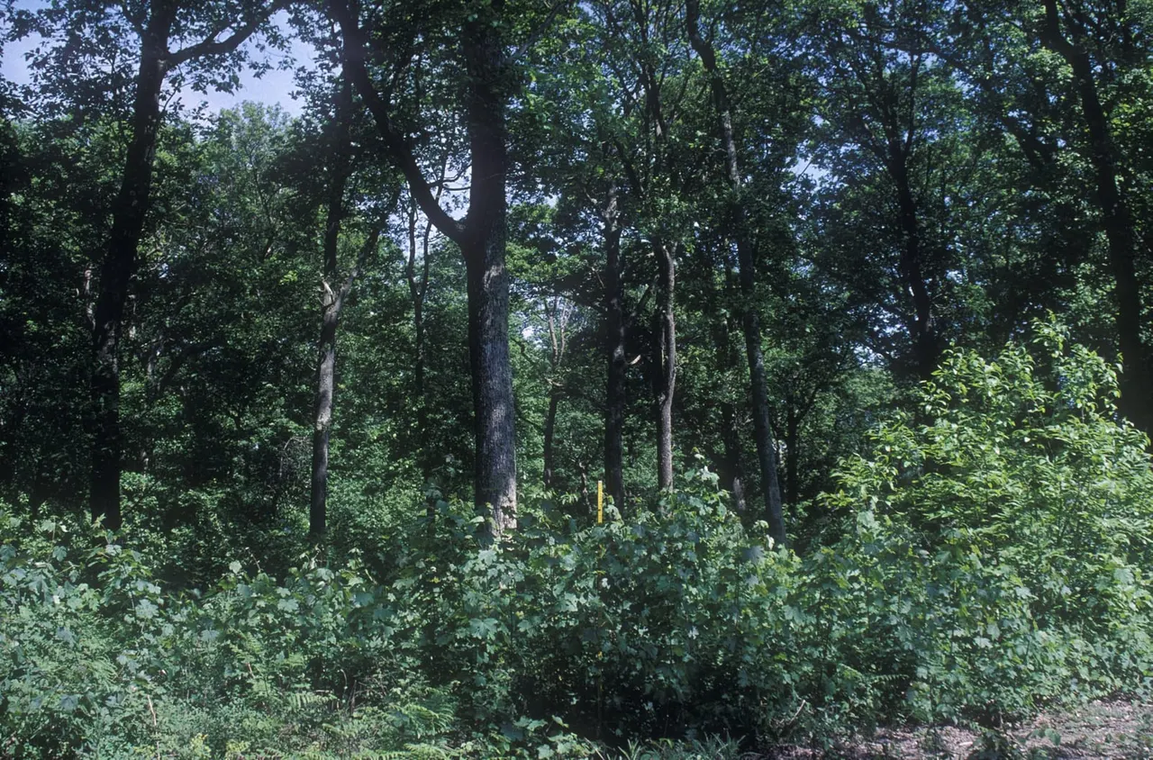 Silverhill Wood
