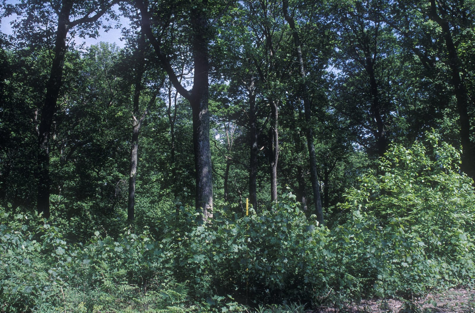 Silverhill Wood