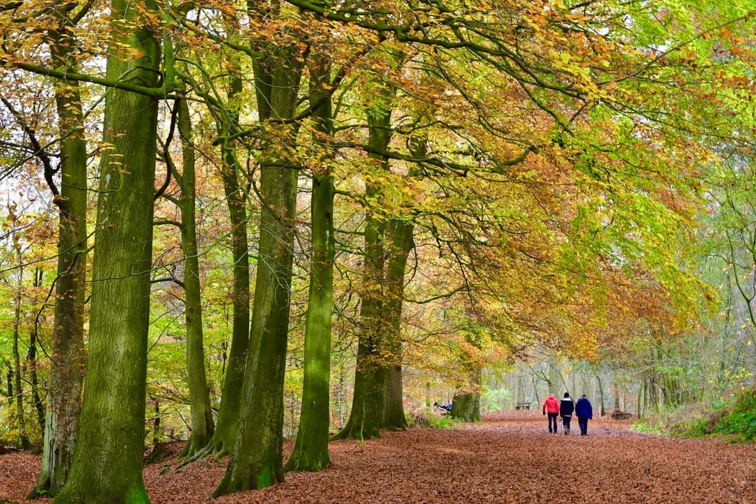 People walking along a woodland path lined with tall trees in autumn foliage and fallen leaves.