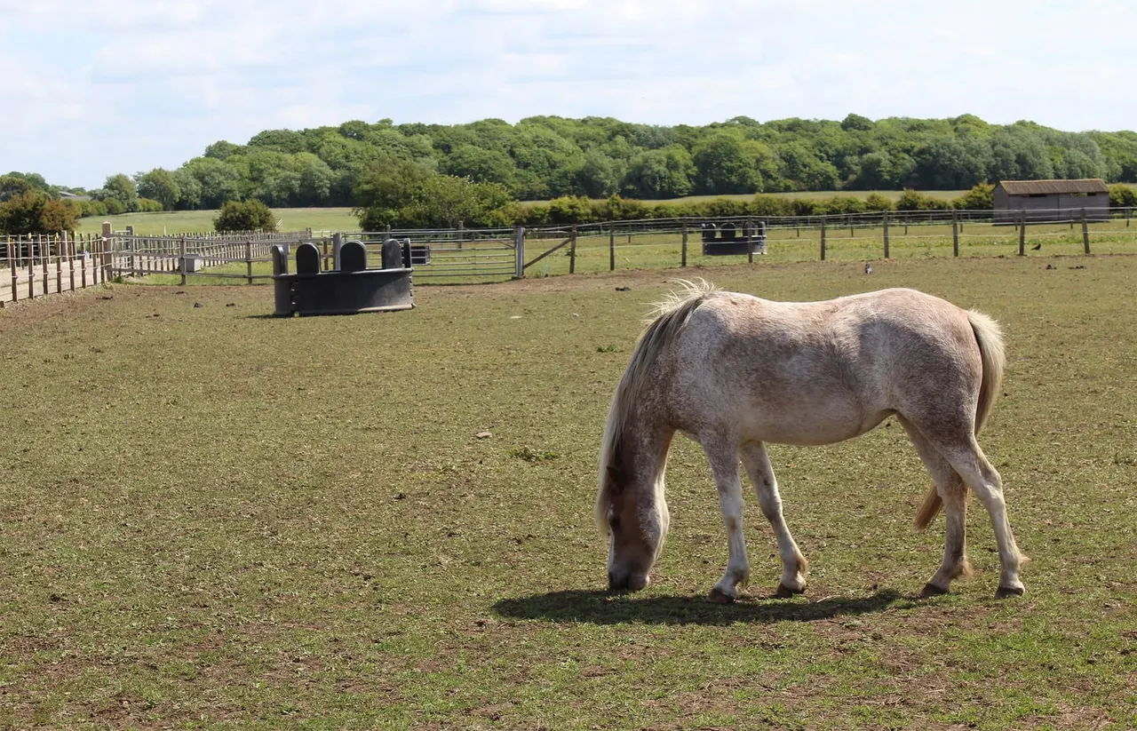 A grey horse grazes in a fenced paddock with jump obstacles and farm buildings visible in the background.