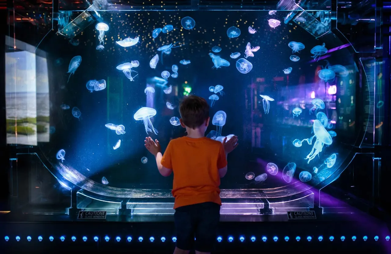Jellyfish display at The Deep Hull