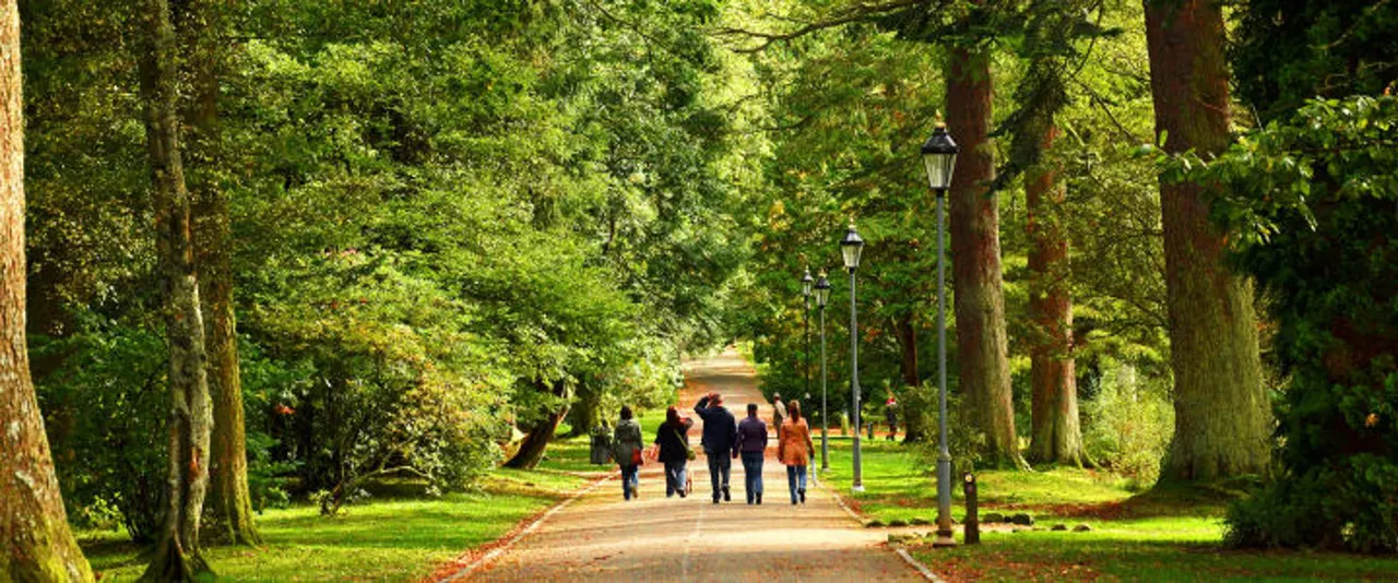 A group of visitors walking along a tree-lined path through woodland with lamp posts on either side.