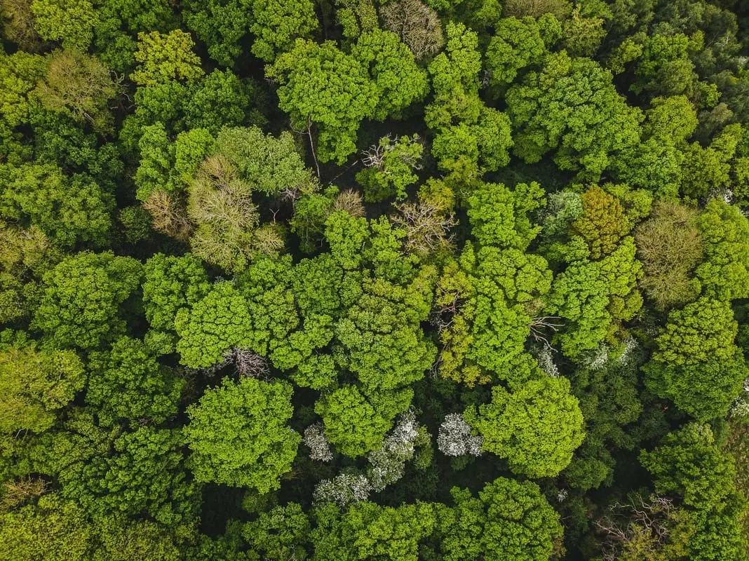 Aerial view of a dense mixed woodland with bright green tree canopies and a small stream running through.