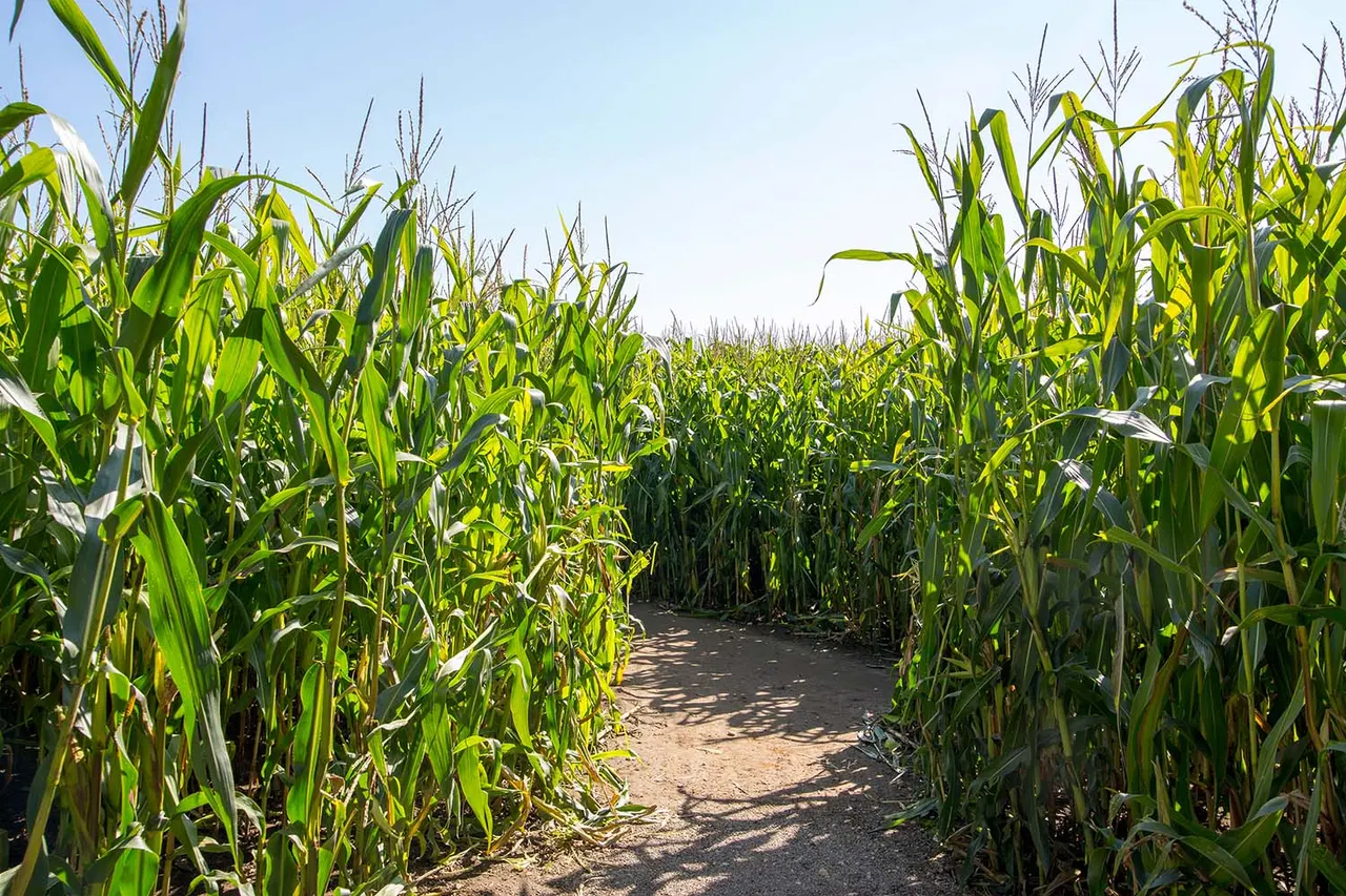 A pathway winds through a tall maize maze on a sunny day, with clear blue sky overhead.