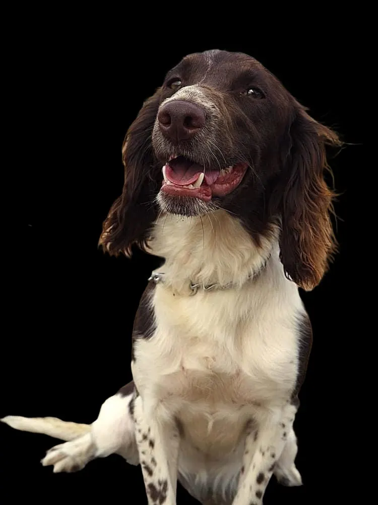 Brown and white spaniel sitting and smiling against a black background.
