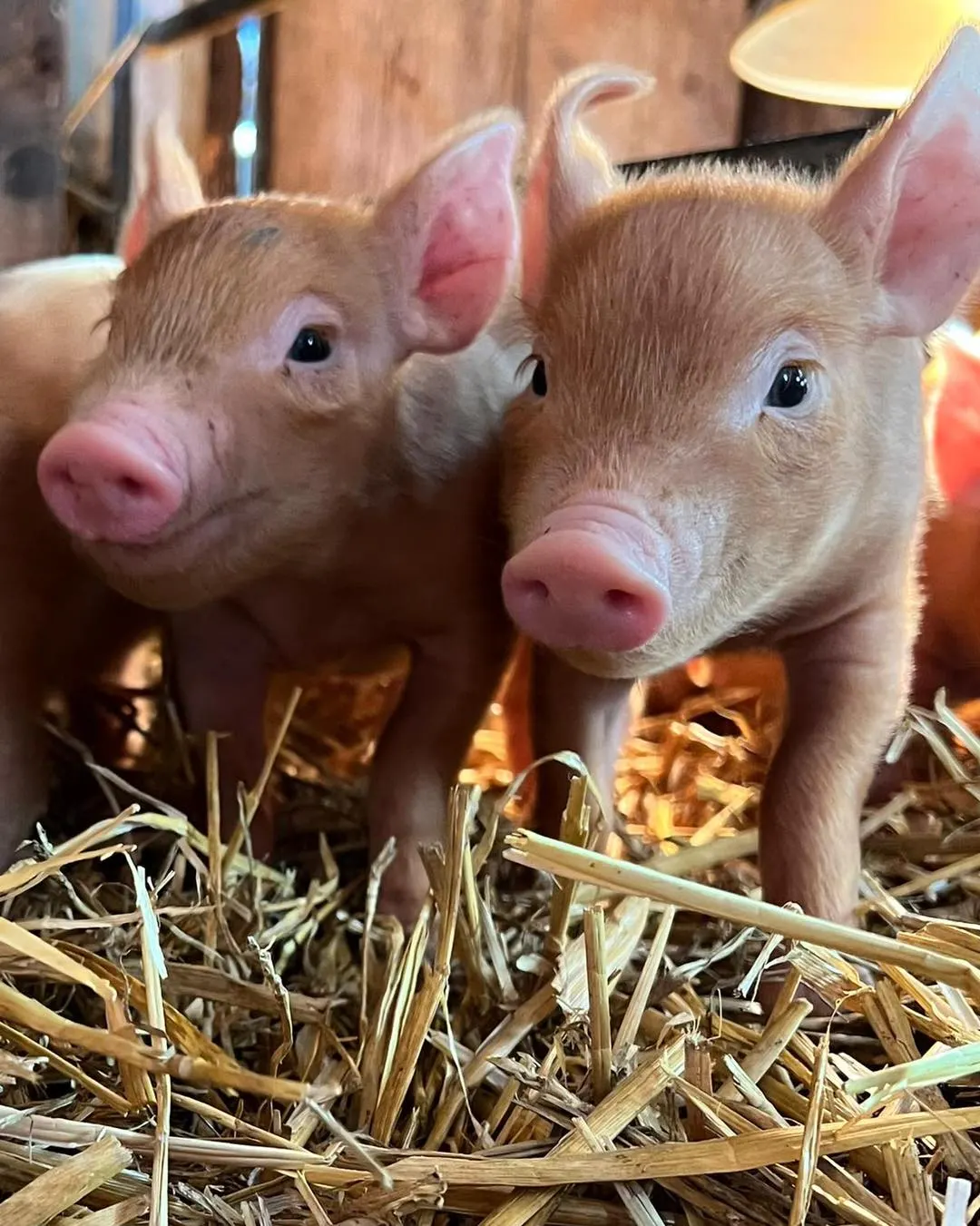 Two young pigs standing together on straw bedding in a farm enclosure.
