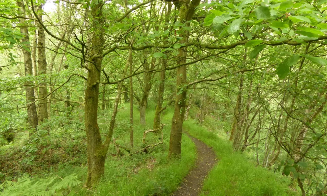 A woodland path winds through dense green trees and undergrowth in a lush forest.