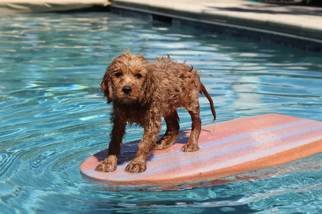 Wet dog standing on a surfboard in a swimming pool.
