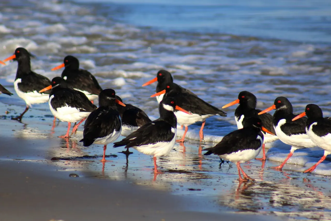 A flock of oystercatchers with black and white plumage and orange beaks standing in shallow water at the shoreline.