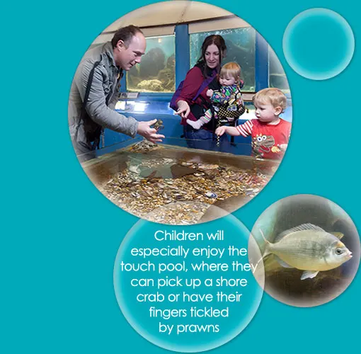 Fowey Aquarium
