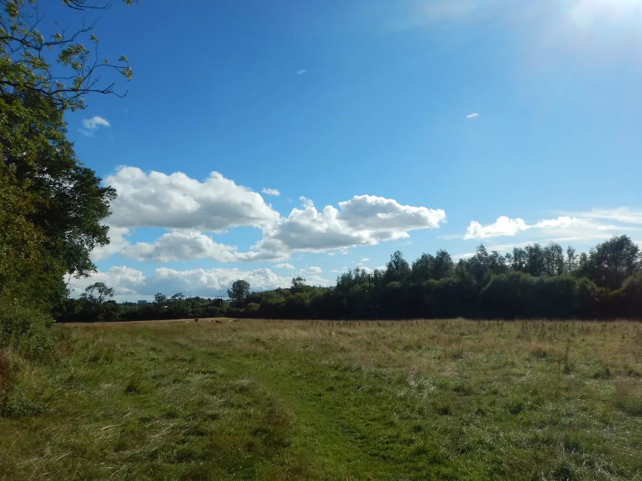 Open grassland with scattered farm animals grazing, bordered by woodland under a partly cloudy blue sky.