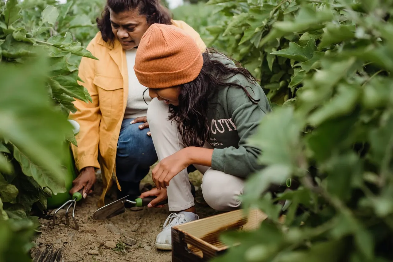 Two visitors harvesting vegetables in a lush garden bed surrounded by green foliage.