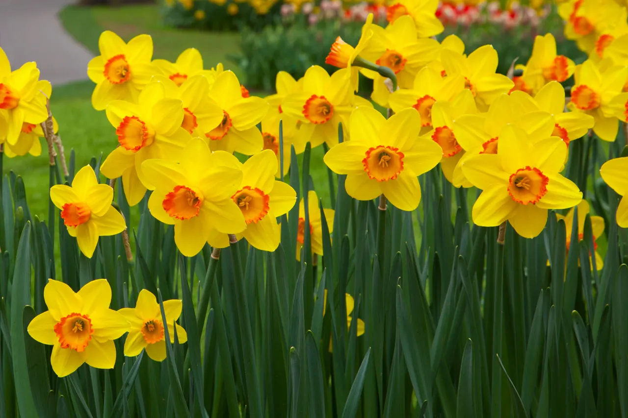 Bright yellow daffodils with orange centres blooming in a garden bed with green foliage.