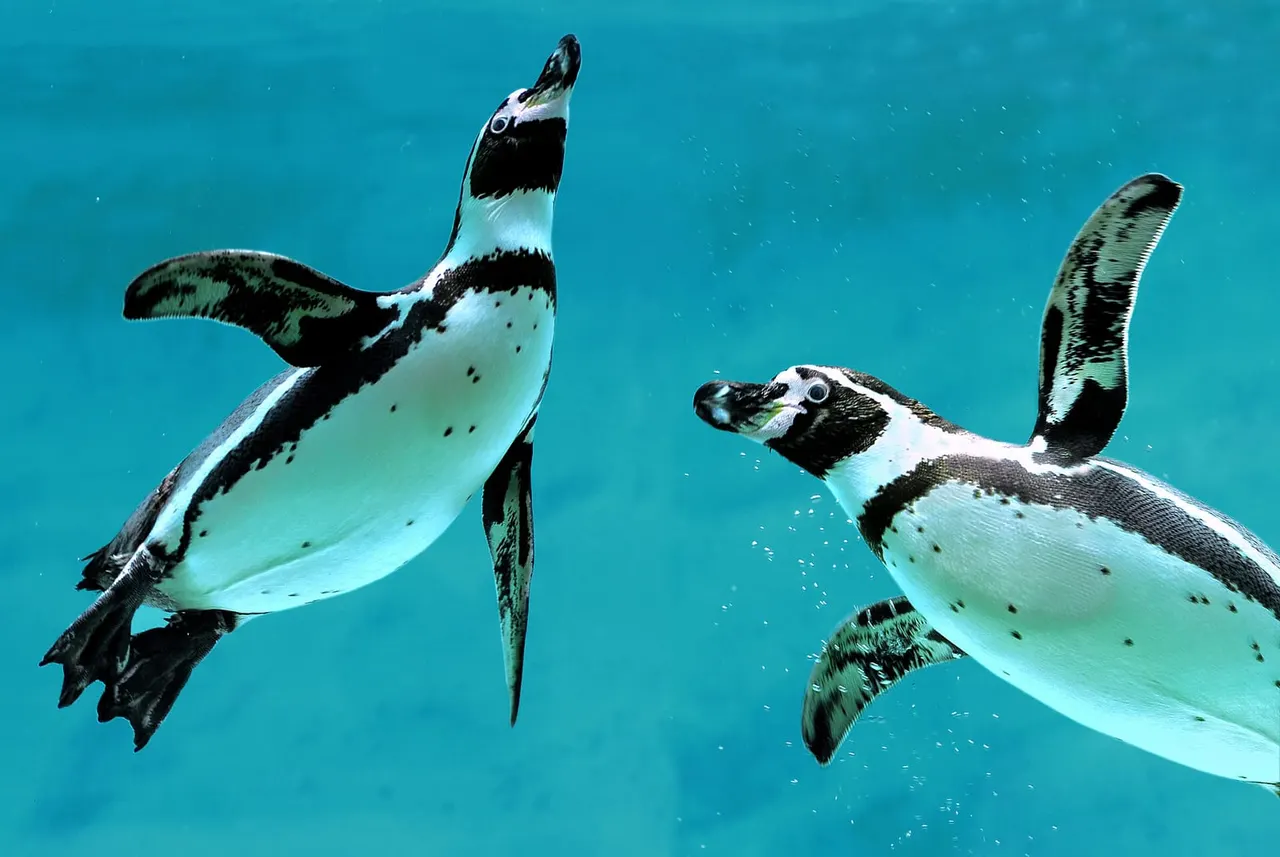 Two penguins swimming underwater in clear turquoise water.
