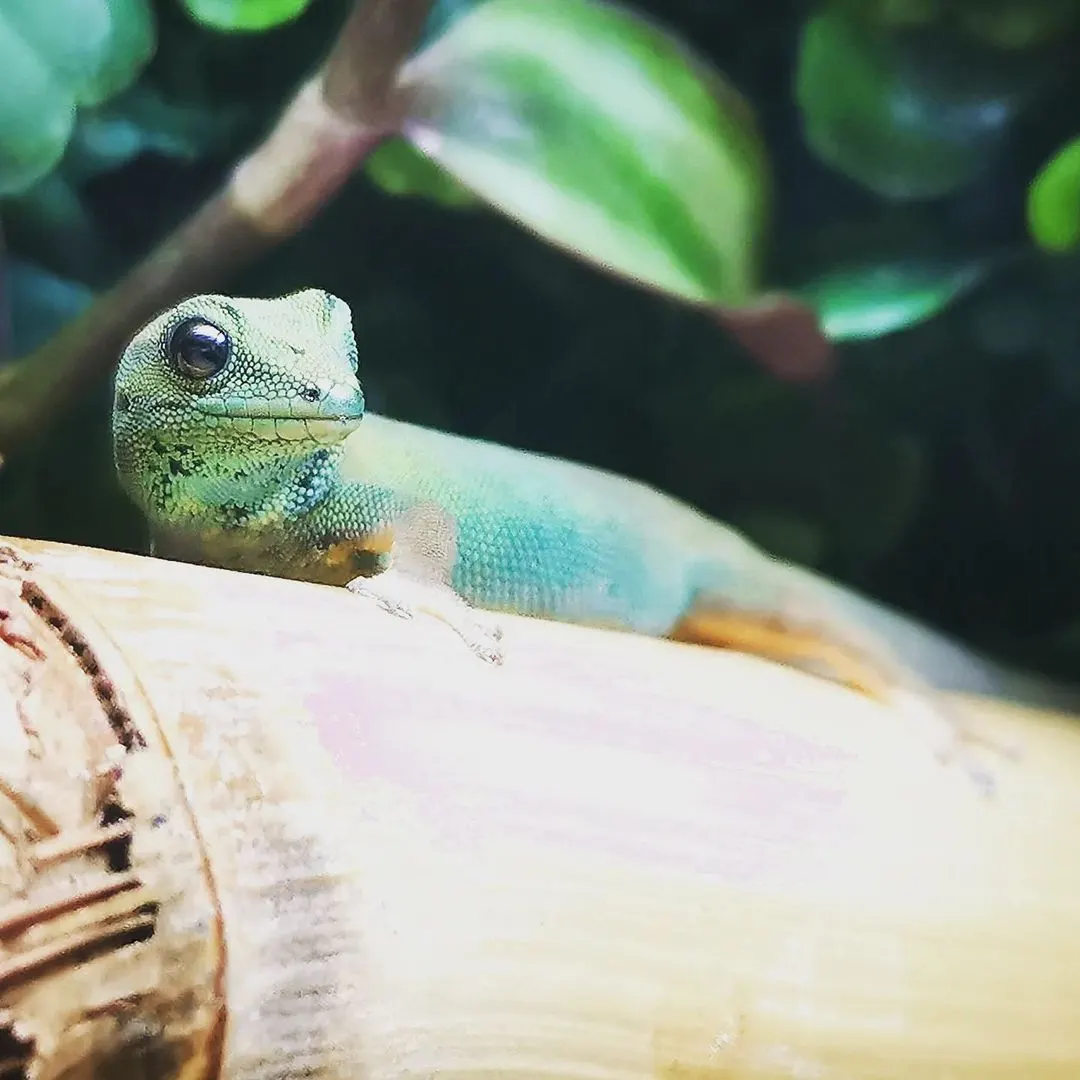 Green lizard resting on a pale branch with foliage behind in a zoo exhibit.
