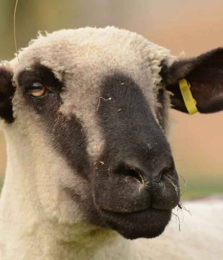 Close-up of a young goat with black and white markings wearing a yellow collar.