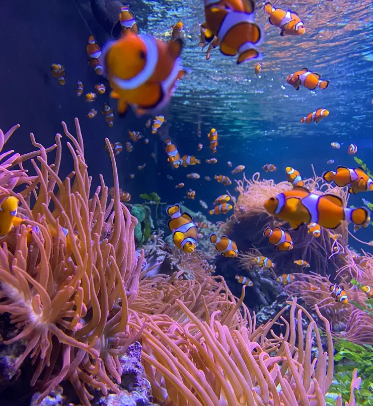 School of clownfish swimming amongst pink sea anemones in a vibrant coral reef aquarium display.