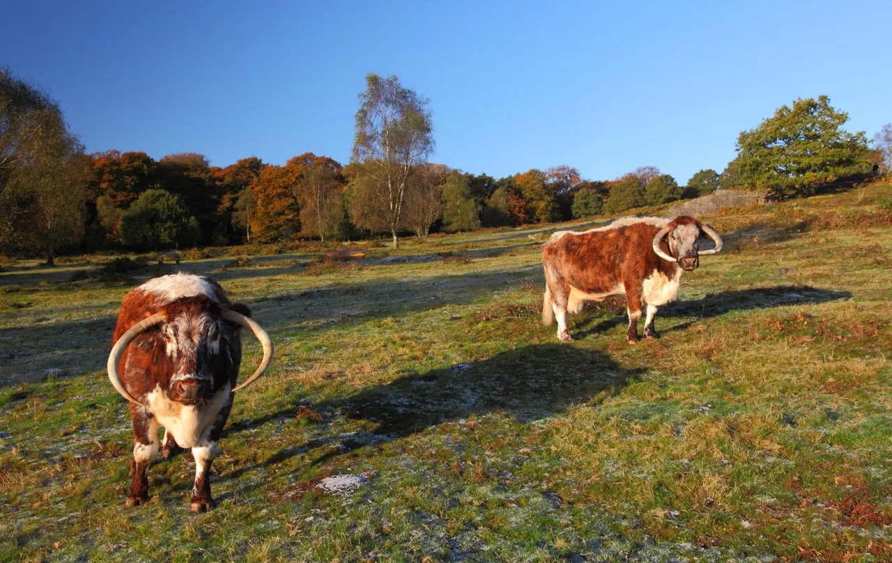 Two long-horned cattle grazing in an autumn meadow beside a stream, with woodland in the background.