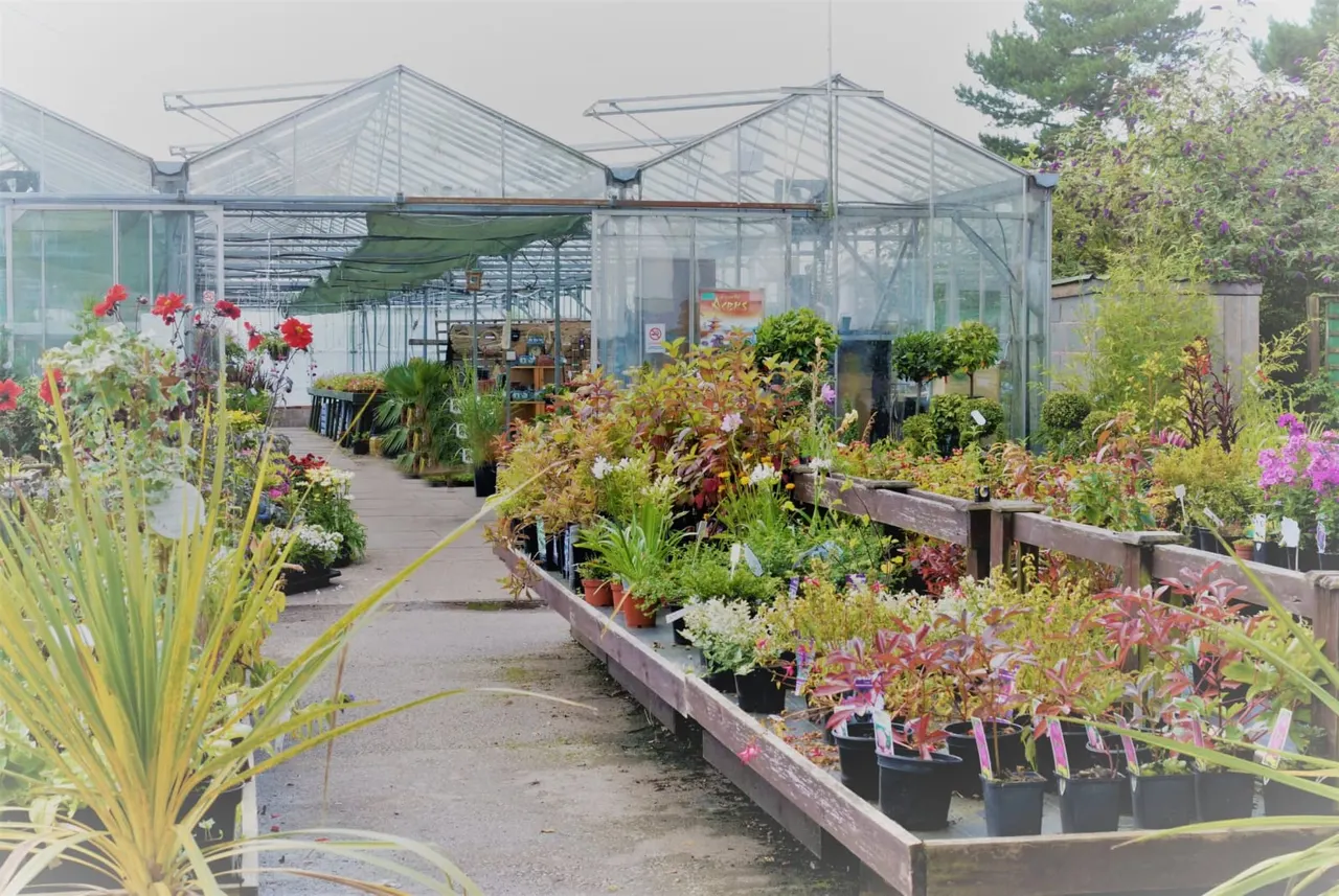 Garden centre pathway lined with flowering plants and shrubs in raised beds, leading towards large glass greenhouses.