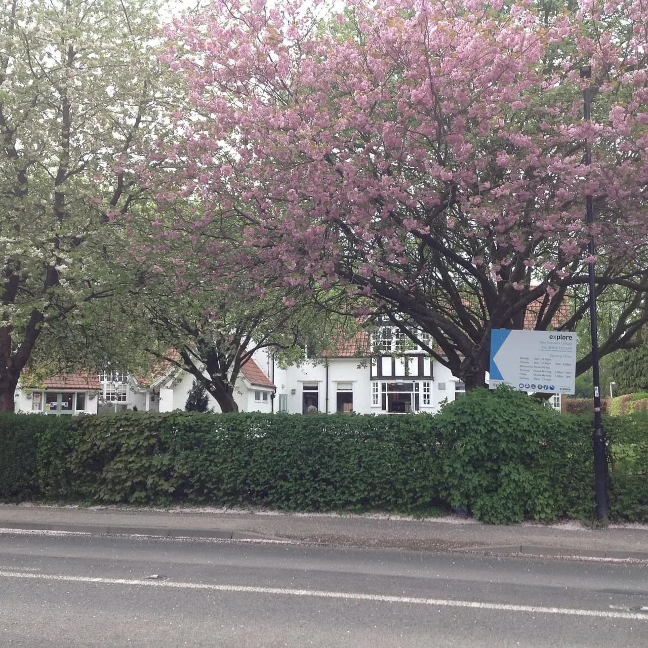 A white timber-framed building visible beyond flowering trees with pink and white blossom and a hedge-lined road in the foreground.