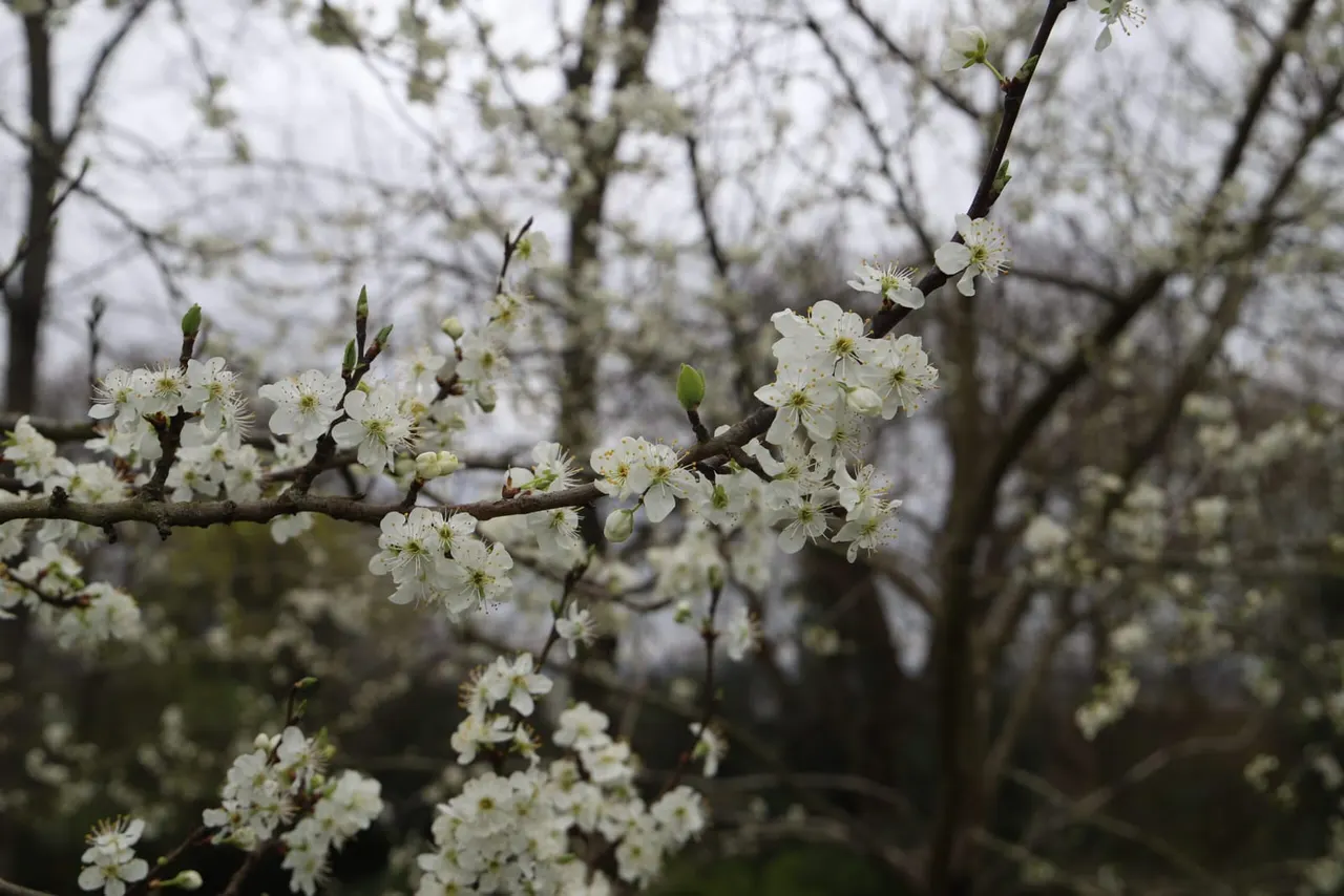 Clusters of white blossoms on dark branches in spring, with bare trees visible in the background.