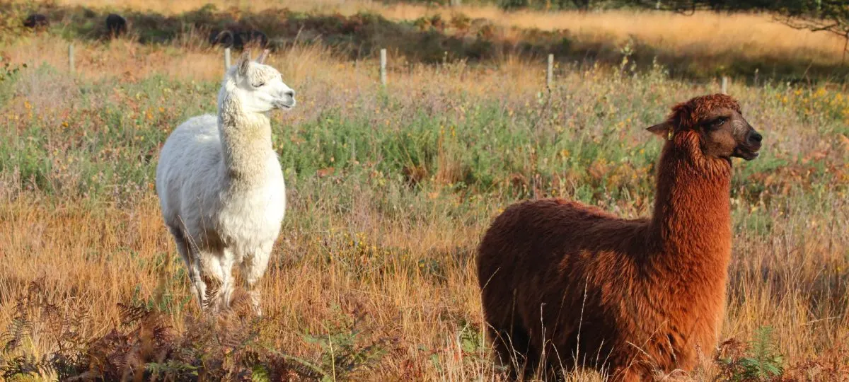 Two llamas standing in a dry grassy field with wildflowers under sunny conditions.