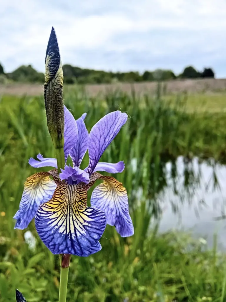 Purple iris flower in bloom with unopened bud, wetland landscape with water channels beyond.