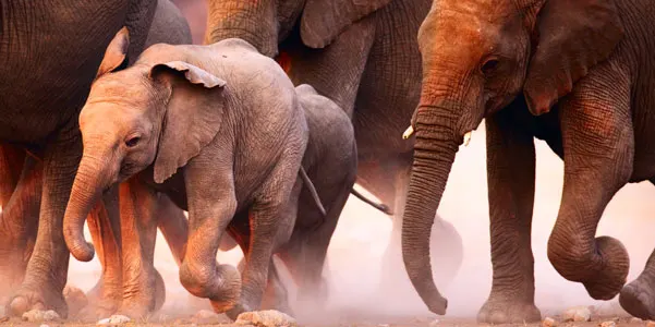A young elephant walks between adult elephants, kicking up dust.