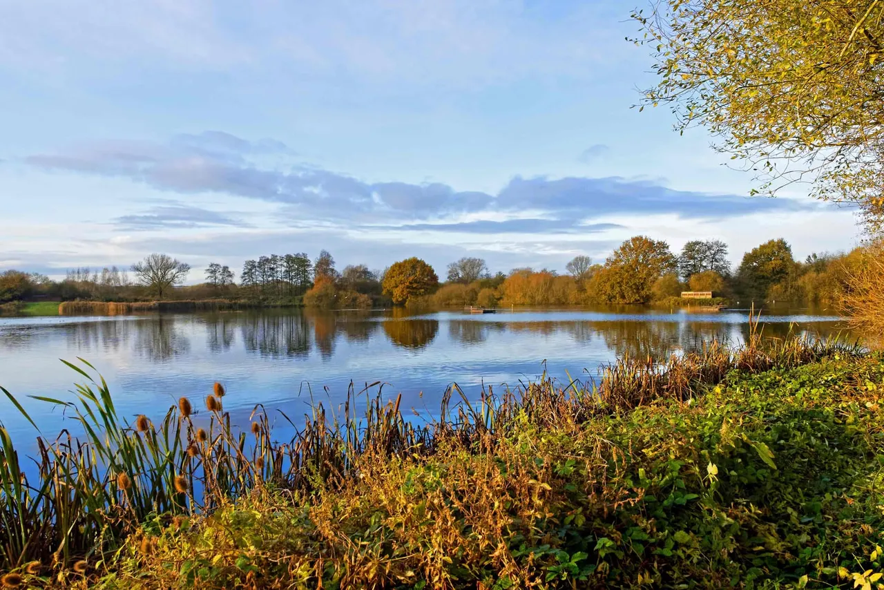 Autumn landscape with reeds and vegetation in foreground framing a calm lake, distant trees in golden foliage, and blue sky with clouds.