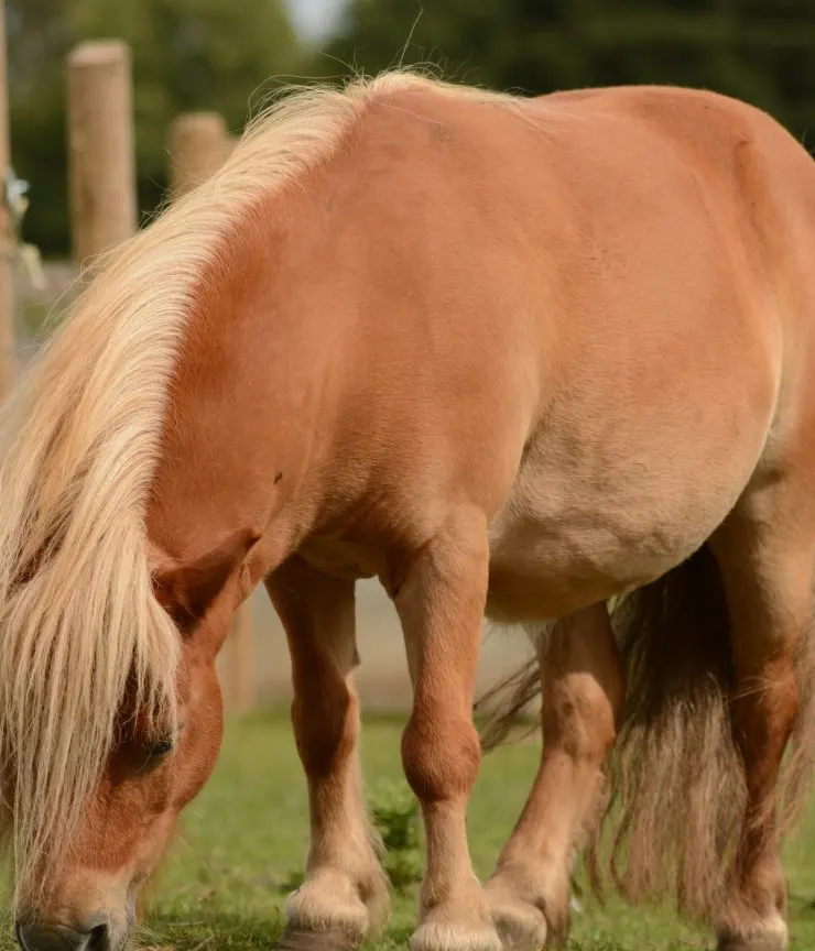A chestnut horse with a blonde mane grazing on grass, photographed from the side in a farm setting.